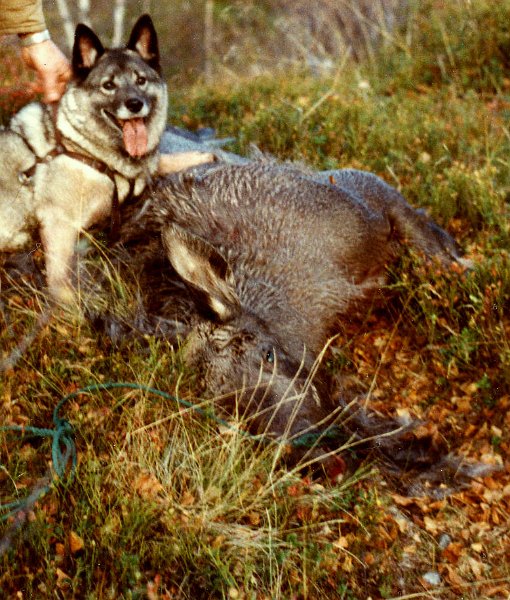 1982 kalv 82 kg.jpg - Løpenr. 1 i fellingsloggen til Indre Venna Elgjaktlag
